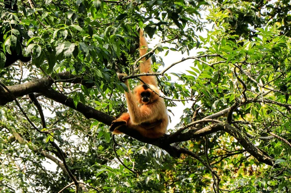 Ağaçta Sevimli Sarı Yanaklı Bir Gibbon — Stok fotoğraf