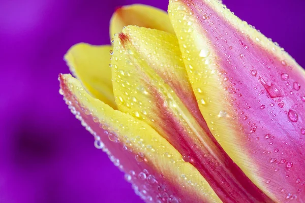 Beautiful Tulip Flower Dewdrops Isolated Purple Background — Stock Photo, Image