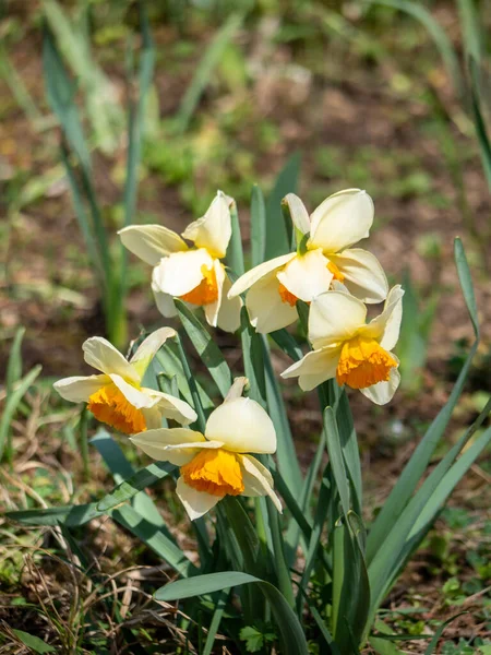 Plan Vertical Une Belle Fleur Couleur Blanche Narcisse Dans Jardin — Photo