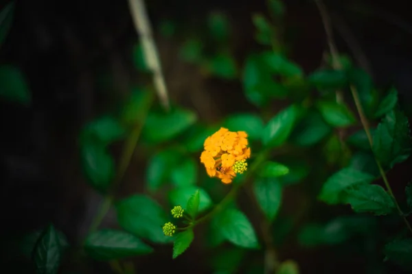 Closeup Beautiful Yellow Lantana Flowers Garden — Stock Photo, Image
