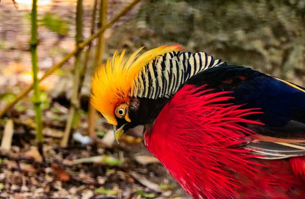 Beautiful Shot Golden Pheasant — Stock Photo, Image