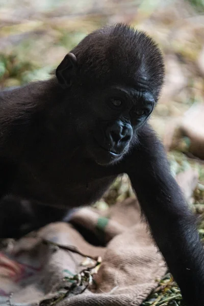 Vertical Shot Young Gorilla Its Natural Habitat — Stock Photo, Image