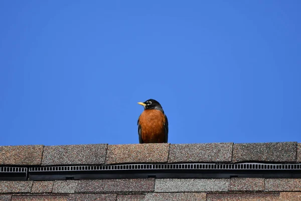 Tiro Ángulo Bajo Pájaro Robin Americano Sentado Parte Superior Edificio —  Fotos de Stock