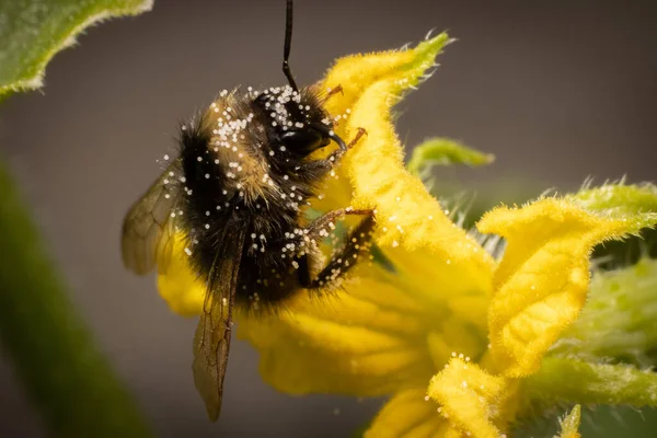 Closeup Honeybee Dusted Pollen Sitting Yellow Flower — Stock Photo, Image