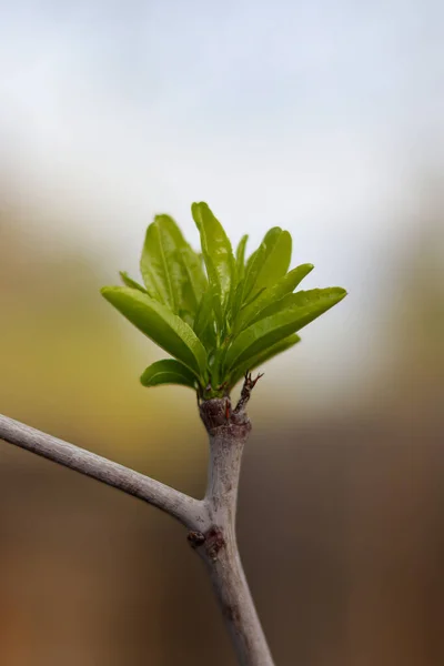 Fotografie Verticală Frunzelor Unui Copil Care Crește Ramură Fundal Neclar — Fotografie, imagine de stoc