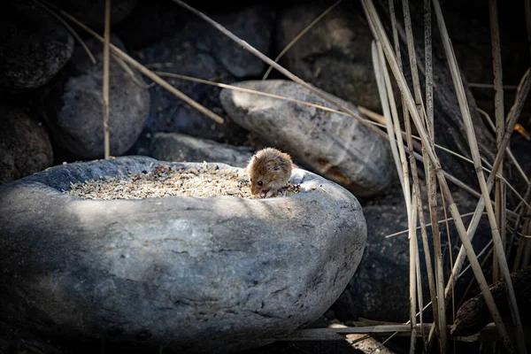 Tiro Close Pequeno Hamster Rocha — Fotografia de Stock