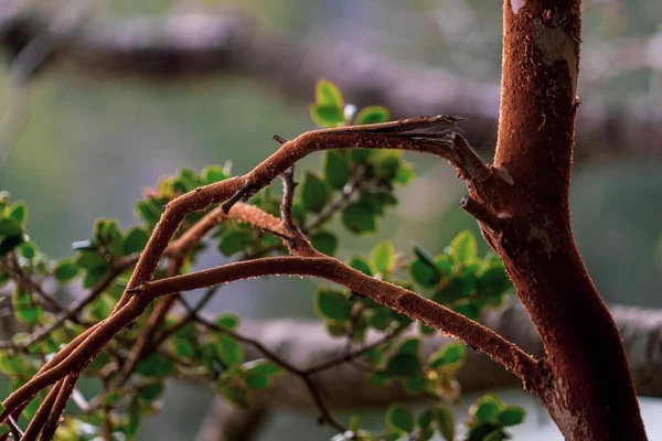 Primer Plano Árbol Con Hojas Verdes —  Fotos de Stock