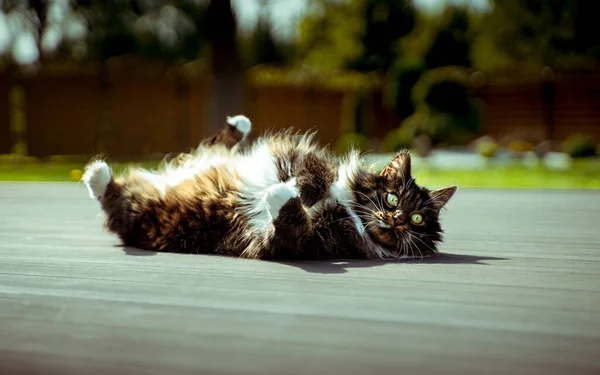 Primo Piano Simpatico Gatto Che Gioca Felicemente Terra Con Gambe — Foto Stock