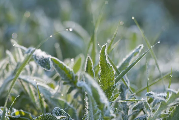 太陽の下で背景がぼやけて霜に覆われた草や葉のマクロ — ストック写真