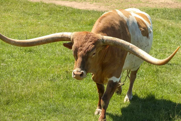 Zbliżenie Texas Longhorn Stojący Trawie Ogrodzie Zoologicznym Lub Parku Safari — Zdjęcie stockowe