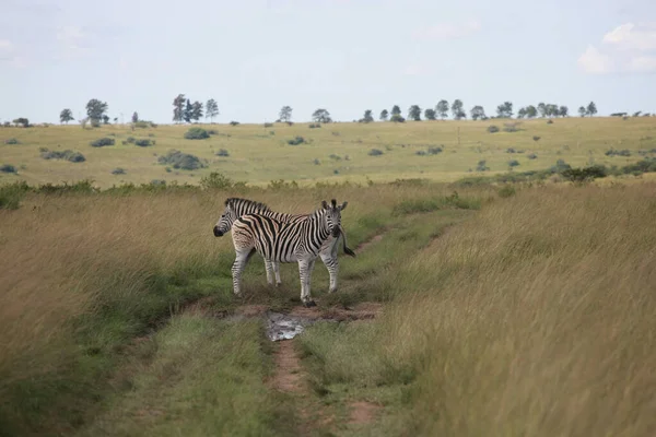 Zwei Zebras Der Wildnis — Stockfoto