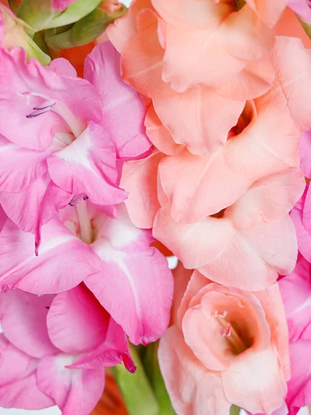Primer Plano Ramo Flores Gladiolo Púrpura Rosa — Foto de Stock