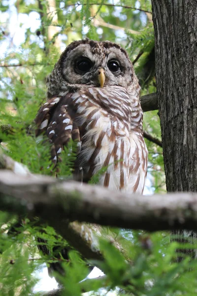 Barred Owl Looking His Morning Breakfast — Stock Photo, Image