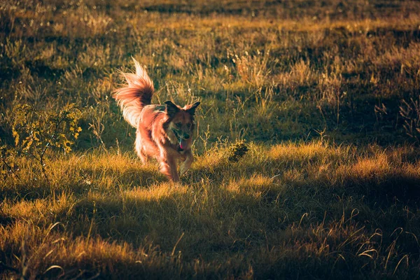 Gün Batımında Çimenli Çayırlarda Koşan Sevimli Kahverengi Bir Köpek — Stok fotoğraf