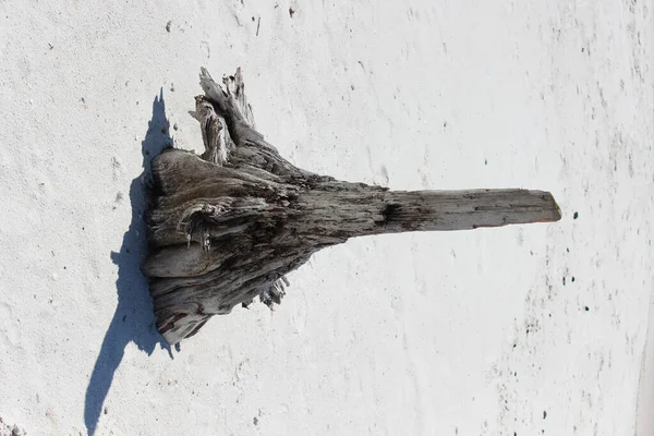 砂浜の古い乾燥した切り株 — ストック写真