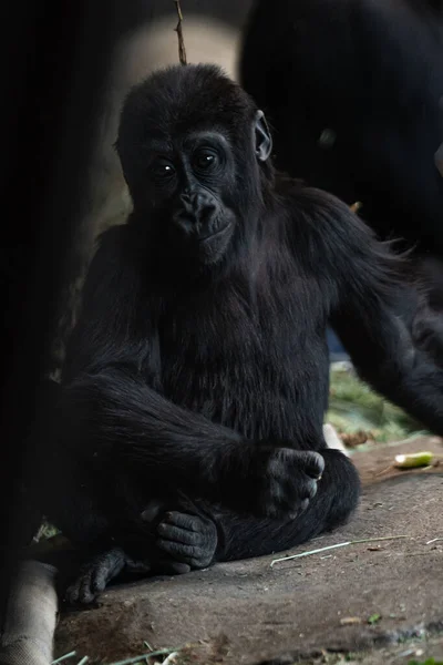 A vertical shot of a young gorilla in its natural habitat