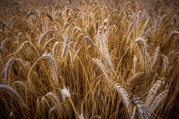 Eine Landschaftlich Reizvolle Aufnahme Der Weizenfelder Ende Des Sommers — Stockfoto