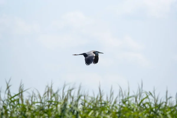 Beautiful Shot Gray Heron Flying Blue Cloudy Sky Green Grass — Stock Photo, Image