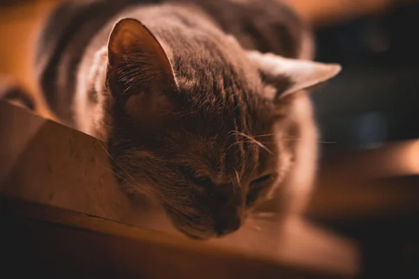 Gros Plan Chat Brun Colère Sur Fond Flou — Photo