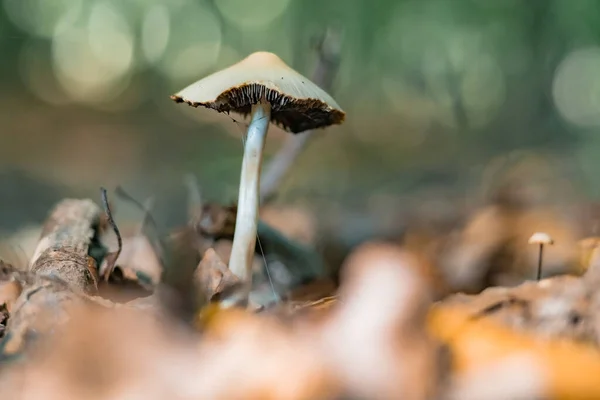 Zbliżenie Ujęcia Grzyba — Zdjęcie stockowe