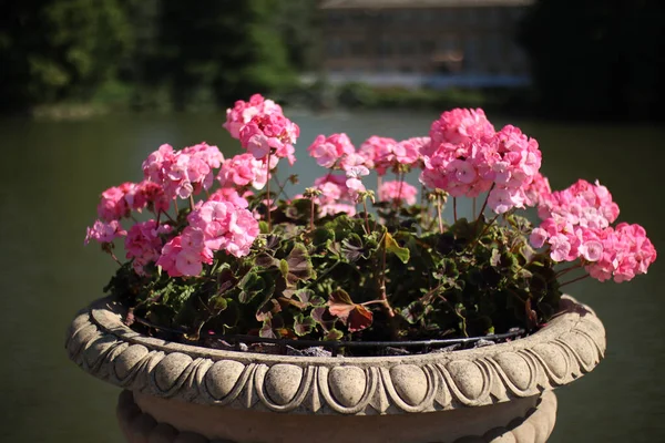 Gros Plan Des Fleurs Roses Géranium Dans Jardin — Photo