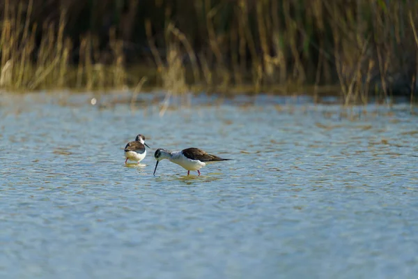 A Black-winged stilts walking in the water on a blurry background