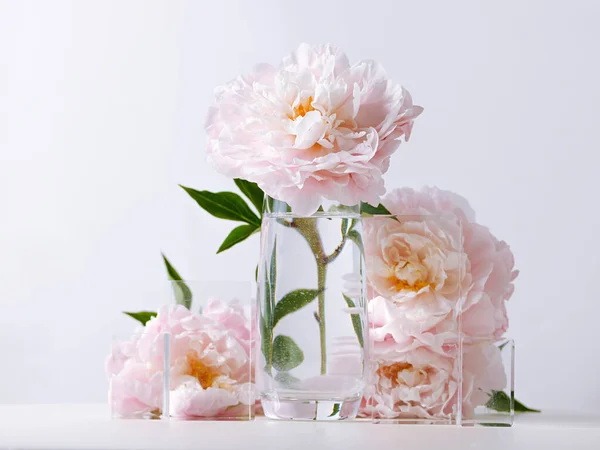 Zbliżenie Ujęcie Pięknych Różowych Kwiatów Piwonii Szklanym Wazonie Białym Tle — Zdjęcie stockowe