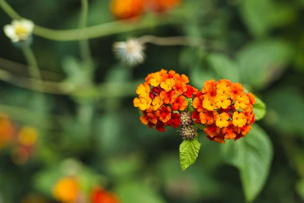 Closeup Shot Blooming Lantana — Stock Photo, Image