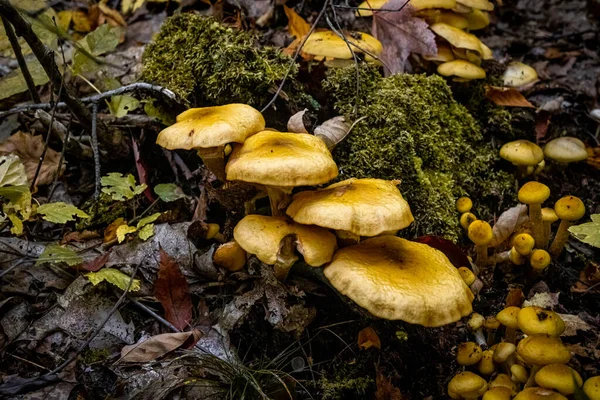 Detailní Záběr Žluté Houby Mechu Lesní Půdě — Stock fotografie