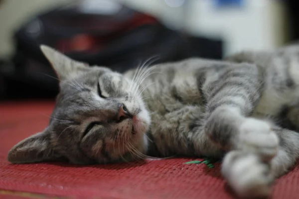 Uma Foto Close Gato Adormecido Cinza Bonito — Fotografia de Stock