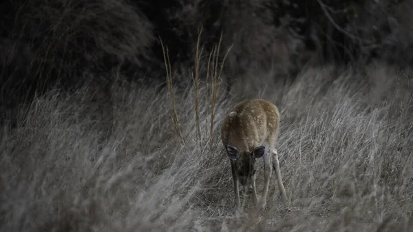 Tiro Perto Bebê Cervo Cauda Branca Pastando Campo — Fotografia de Stock