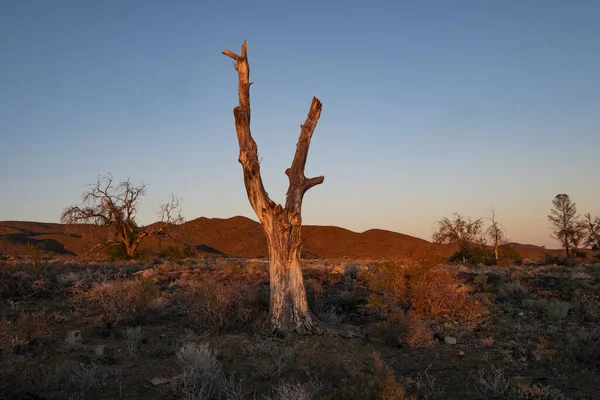 Uma Árvore Seca Plantas Área Deserta — Fotografia de Stock