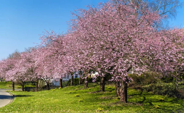 Beau Cliché Arbres Sakura Dans Parc — Photo