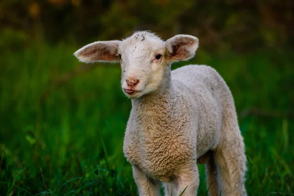 農地の芝生の上に可愛い子羊の肖像画 — ストック写真