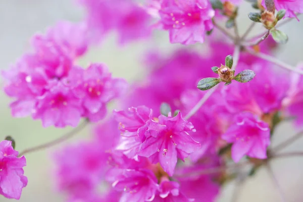 Eine Nahaufnahme Einer Rhododendron Blume — Stockfoto