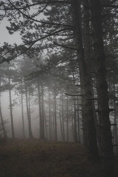 Вертикальний Вид Високі Ялинки Лісі Туманний День — стокове фото