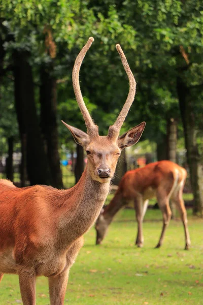 A closeup shot of a deer with horns in an urban park in The Hague, The Hague City in the Netherlands