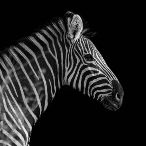 Nahaufnahme Des Kopfes Eines Zebras Isoliert Auf Dunklem Hintergrund — Stockfoto
