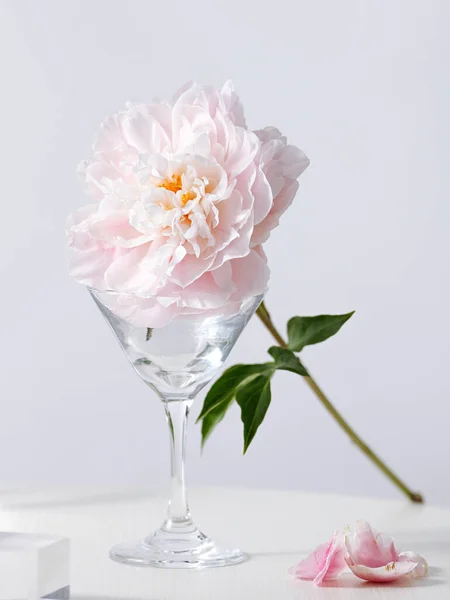 Pionowe Ujęcie Pięknych Różowych Kwiatów Piwonii Szklance Białym Tle — Zdjęcie stockowe