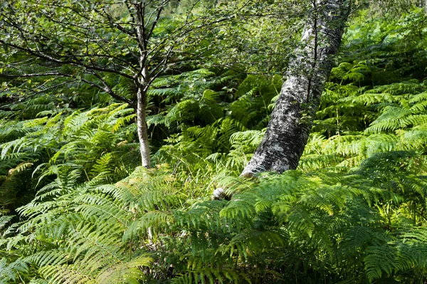 森の中で育つ緑のシダ — ストック写真