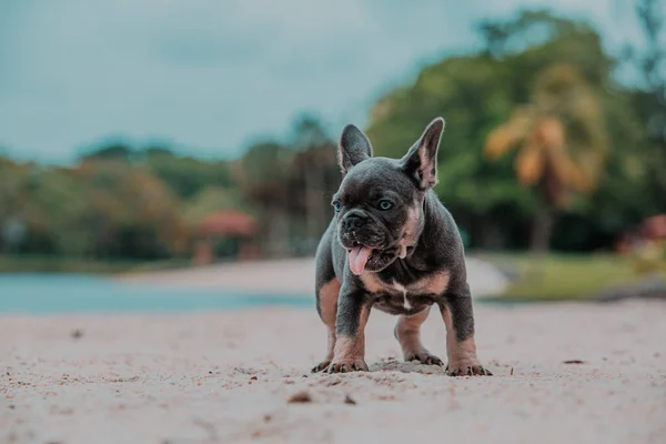Bulldog Francês Fêmea Bonito Areia Com Fundo Borrado — Fotografia de Stock