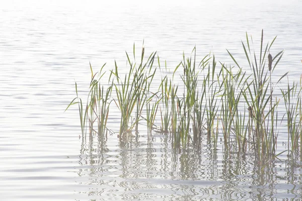 Uma Manhã Enevoada Uma Baía Lago Vaxjo Suécia — Fotografia de Stock
