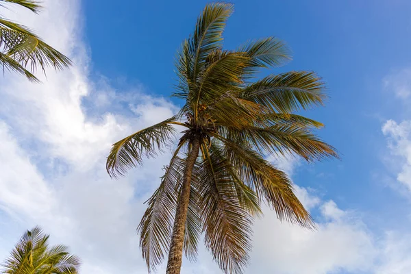 Tiro Ângulo Baixo Uma Bela Palma Worthing Beach Contra Céu — Fotografia de Stock