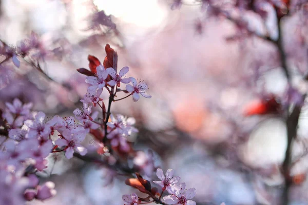 Весной Крупным Планом Цветут Дереве — стоковое фото
