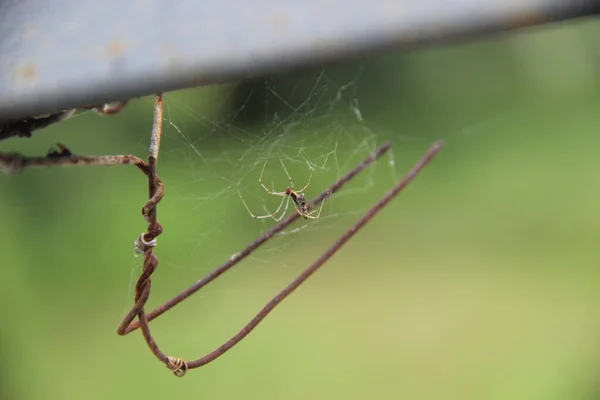 Fotografie Aproape Unui Păianjen Pânza Păianjen Metale Fundal Verde Neclar — Fotografie, imagine de stoc