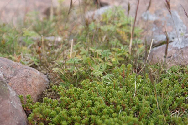 Plan Rapproché Herbe Des Rochers Sol — Photo