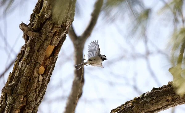 Beautiful Shot Black Capped Chickadee Flying Branches Park Bright Sunlight — Stock Photo, Image