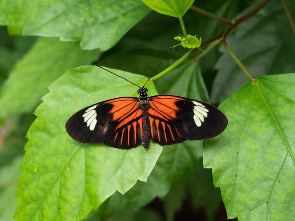 Ένα Κοντινό Πλάνο Μιας Όμορφης Πεταλούδας Ταχυδρόμου Ένα Πράσινο Φύλλο — Φωτογραφία Αρχείου