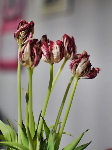 Vertical Shot Wilted Tulips Blurry Background — Stock Photo, Image