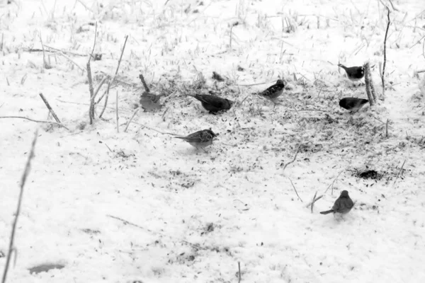 Die Spatzen Auf Dem Verschneiten Boden — Stockfoto